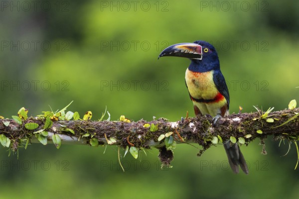 Collared Aracari (Pteroglossus torquatus), Toucans (Ramphastidae), Laguna del Lagarto Lodge, Alajuela, Costa Rica, Central America