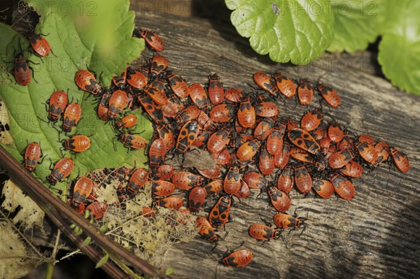Firebug (Pyrrhocoris apterus), North Rhine-Westphalia, Germany, Europe