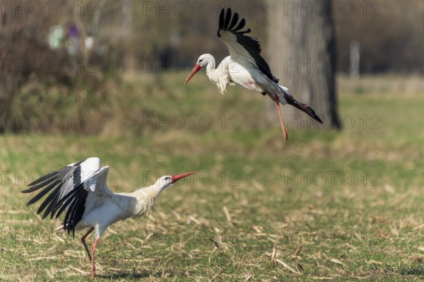 A stork flies while another stands on the ground with its wings raised, white stork (Ciconia ciconia), wildlife, Germany, Europe