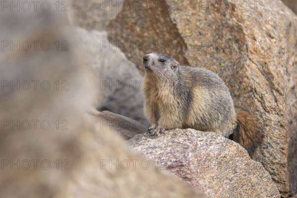 An alpine marmot (Marmota marmota) stands on a rock. The animal is brown and grey. Aosta, Gran Paradiso, Italy, Europe
