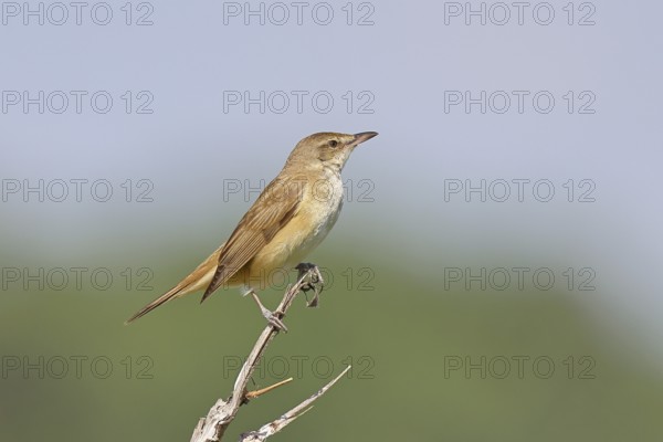 Great Reed Warbler (Acrocephalus arundinaceus), sitting on a twig, singing station, natural habitat, migratory bird, songbirds Lake Neusiedl, Burgenland, Austria, Europe