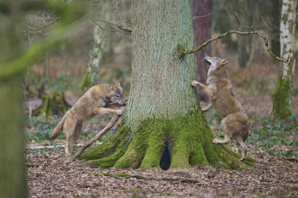 Wolf (Canis lupus), two wolves interacting with a moss-covered tree in the forest, Germany, Europe