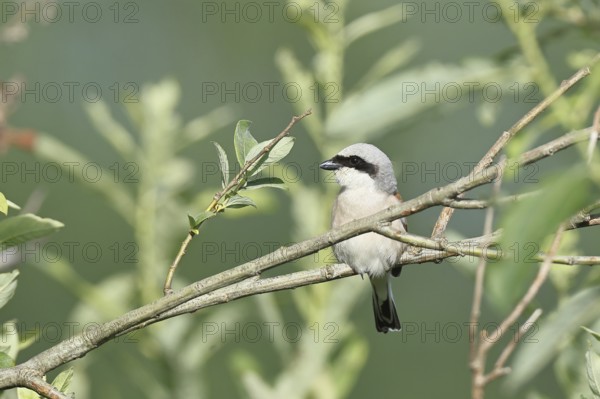 Red-backed shrike (Lanius collurio) male in a shrub, Lake Neusiedl, Burgenland, Austria, Europe