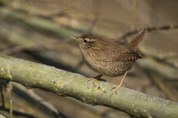 A wren (Troglodytes troglodytes) sits attentively on a branch in its natural environment and shows fine patterns in its plumage, Hesse, Germany, Europe