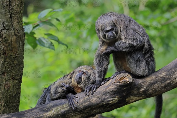 White-headed saki (Pithecia pithecia), adult, on tree, female, two females, South America