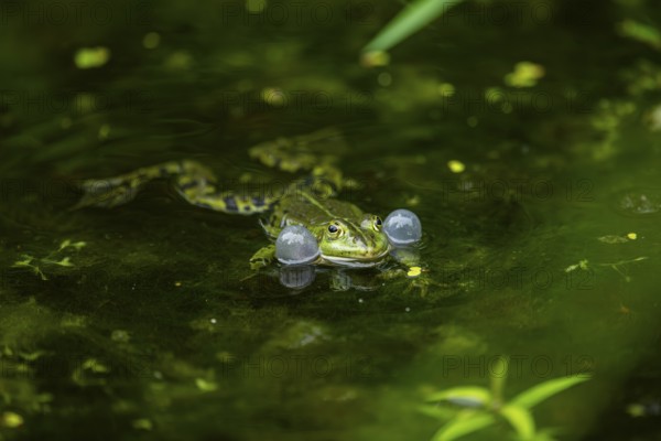 Edible frog (Pelophylax esculentus) in a little lake in the water, Bavaria, Germany, Europe