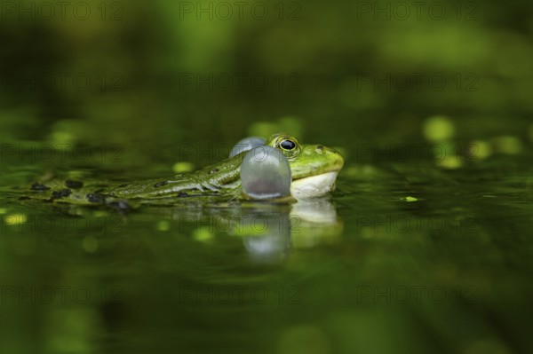 Edible frog (Pelophylax esculentus) in a little lake in the water, Bavaria, Germany, Europe