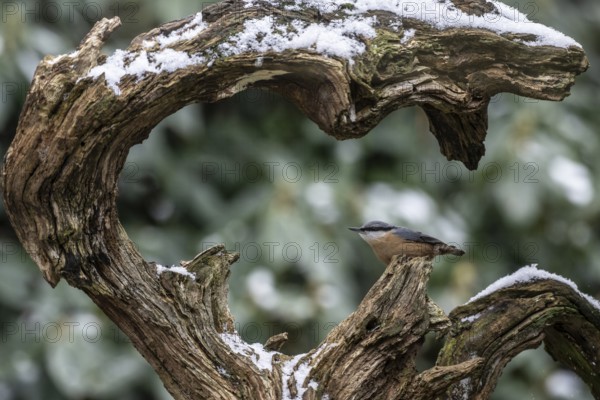 Nuthatch (Sitta europaea), Emsland, Lower Saxony, Germany, Europe