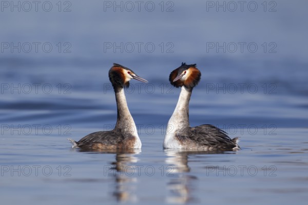 Great crested grebe (Podiceps cristatus) two adult birds performing their courtship love display on a lake in spring, England, United Kingdom, Europe