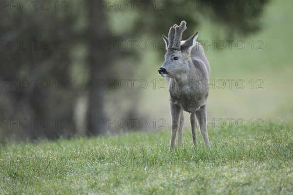 European roe deer (Capreolus capreolus) buck with velvet horns and winter coat in the meadow, Allgäu, Bavaria, Germany, Europe