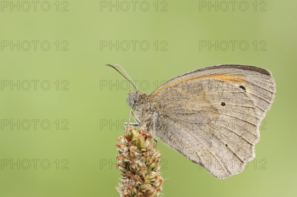 Meadow brown (Maniola jurtina), North Rhine-Westphalia, Germany, Europe