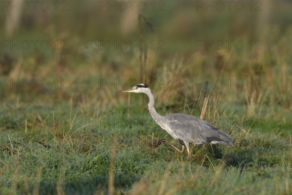 Grey heron (Ardea cinerea) hunting in a meadow, Lower Rhine, North Rhine-Westphalia, Germany, Europe