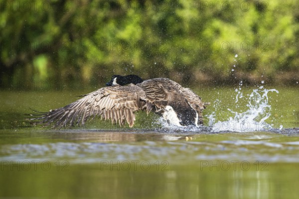 Canada Goose, Branta canadensis, bird running on water