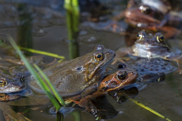 European common brown frogs (Rana temporaria) in amplexus gathering in pond among frogspawn during the mating and spawning season in spring