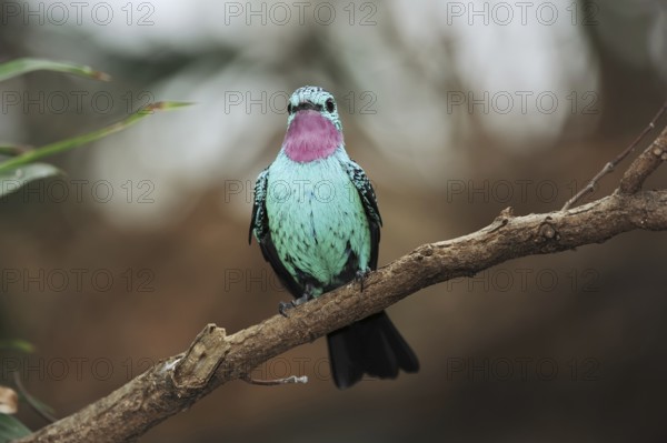 Spangled cotinga (Cotinga cayana), male, captive, occurring in South America