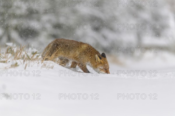 Red fox (Vulpes vulpes), walking through snow in a winter forest, surrounded by snowfall and wilderness, Czech Republic, Europe