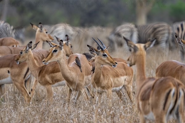 Herd of impala (Aepyceros melampus) in tall grass, black heeler antelope, Kruger National Park, South Africa, Africa