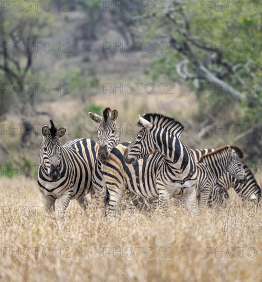 Plains zebras (Equus quagga), group in tall grass, Kruger National Park, South Africa, Africa