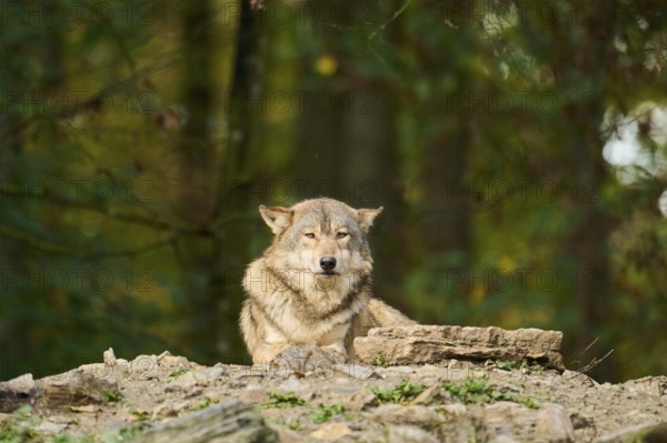 Eastern wolf (Canis lupus lycaon) lying on a little hill, Bavaria, Germany, Europe