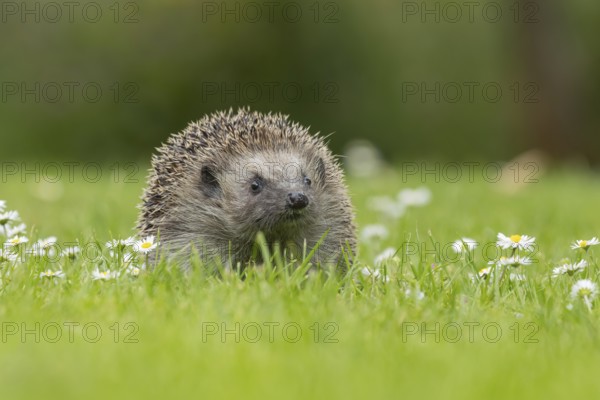 European hedgehog (Erinaceus europaeus) adult animal on a garden grass lawn with flowering daisy flowers in the summer, Suffolk, England, United Kingdom, Europe