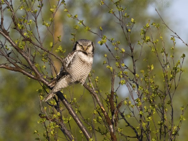 Hawk Owl (Surnia ulula), adult male, perched in a Hairy Birch tree (Betula pubescens), May, Finnish Lapland