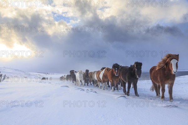 A herd of Icelandic horses standing in a snowstorm on the coast, winter, Akureyri, North Iceland, Iceland, Europe