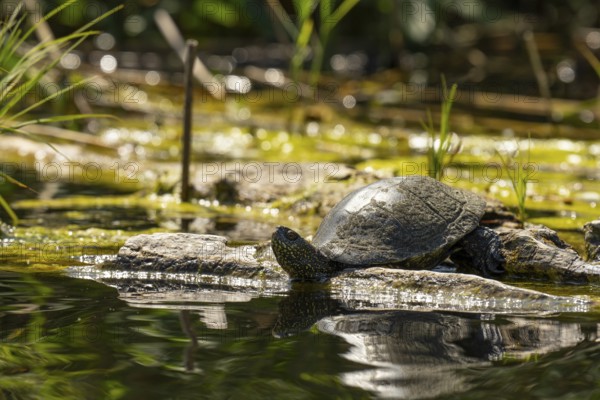 European pond turtle (Emys orbicularis), female, sunbathing, tree trunk, water, Lower Austria