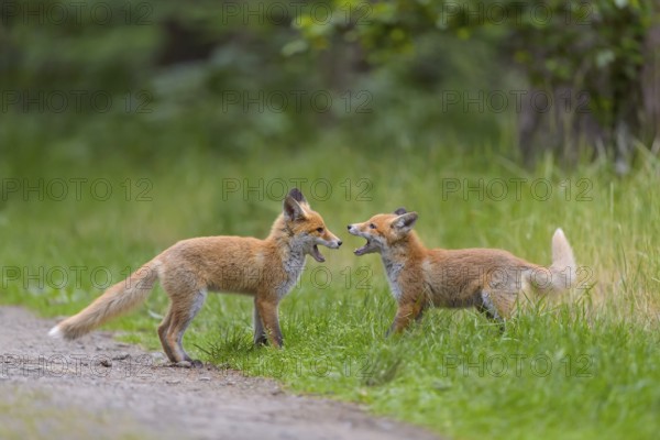 Red fox (Vulpes vulpes), two young foxes playing and practising fighting with each other, summer, Hesse, Germany, Europe