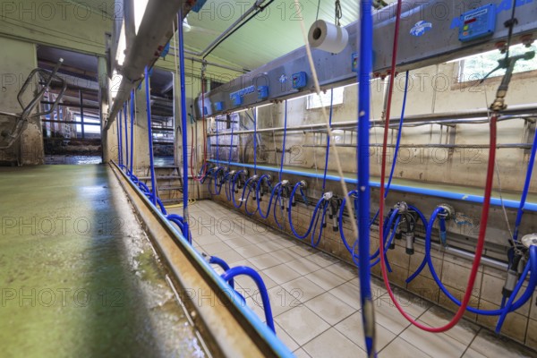 Modern milking room with blue and red hoses in an industrial setting, Haselstaller Hof, Gechingen, Black Forest, Germany, Europe