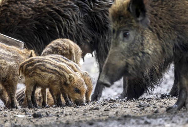 Wild boar (Sus scrofa) with young boar, Eningen pasture in the Swabian Alb. Eningen unter Achalm, Baden-Württemberg, Germany, Europe