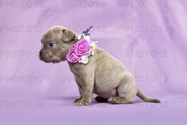 Four weeks purebred young Lilac Brindle French Bulldog puppy with healthy long nose and tail