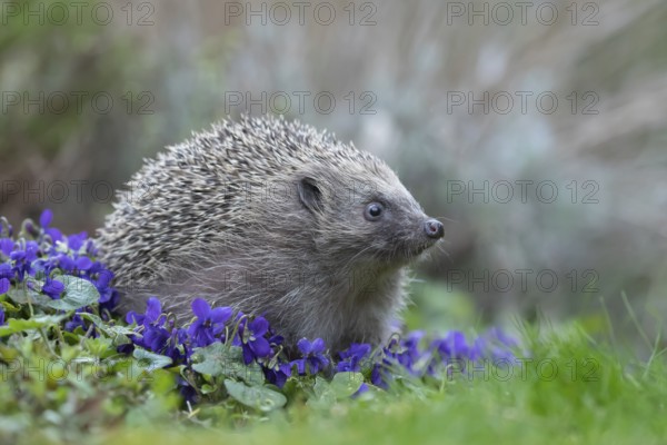 European hedgehog (Erinaceus europaeus) adult animal on flowering garden violet plants in the spring, England, United Kingdom, Europe