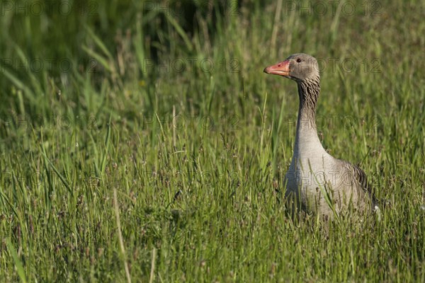 Greylag goose (Anser anser) in tall grass, Hauke-Haien-Koog nature reserve, North Frisia, Schleswig-Holstein, Germany, Europe