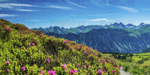 Alpine rose blossom, panorama of the Fellhorn, behind it the Allgäu Alps, Allgäu, Bavaria, Germany, Europe