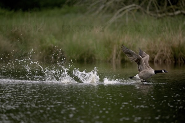 Canada goose (Branta canadensis) running over water and splashing water droplets, Lower Rhine, North Rhine-Westphalia, Germany, Europe