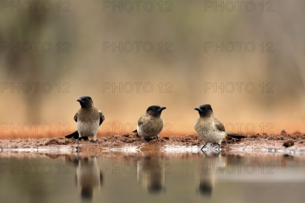 Grey bulbul (Pycnonotus barbatus), adult, group, three birds, at the water, Kruger National Park, Kruger National Park, Krugerpark, South Africa, Africa