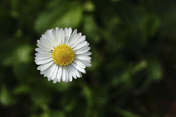 Common daisies (Bellis perennis) Close-up of a flower in a meadow, Wilnsdorf, North Rhine-Westphalia, Germany, Europe