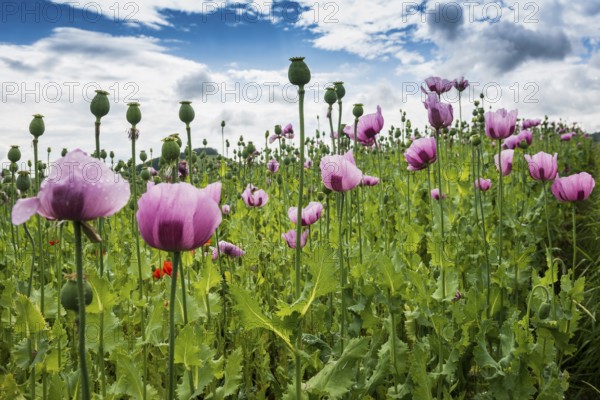 Opium poppy (Papaver somniferum), opium poppy field, Erlenbach, near Heilbronn, Baden-Württemberg, Germany, Europe
