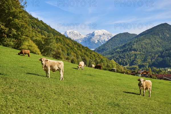 Cattle (Bos taurus) on a meadow with the mountains in the background, autumn, Bavaria, Germany, Europe