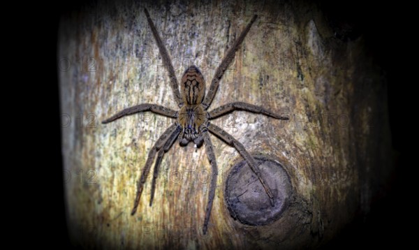 Getazi comb spider or Getazi banana spider (Cupiennius tazi), sitting on a blue tree trunk at night, at night in the tropical rainforest, Refugio Nacional de Vida Silvestre Mixto Bosque Alegre, Alajuela province, Costa Rica, Central America