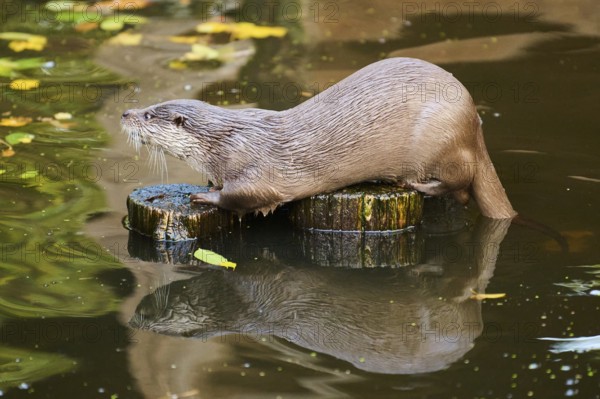 Eurasian otter (Lutra lutra) on a tree trunk in the water of a little lake, Bavaria, Germany, Europe