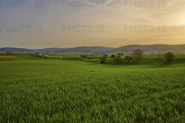 Green meadow in hilly landscape at sunrise with soft clouds in the sky, Mönchberg, Mltenberg, Spessart, Bavaria, Germany, Europe