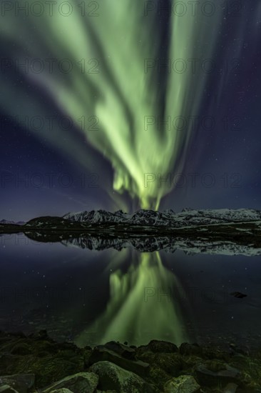 Yellow and green northern lights reflected in fjord, steep mountains, aurora borealis, winter, Moskenesoya, Lofoten, Norway, Europe