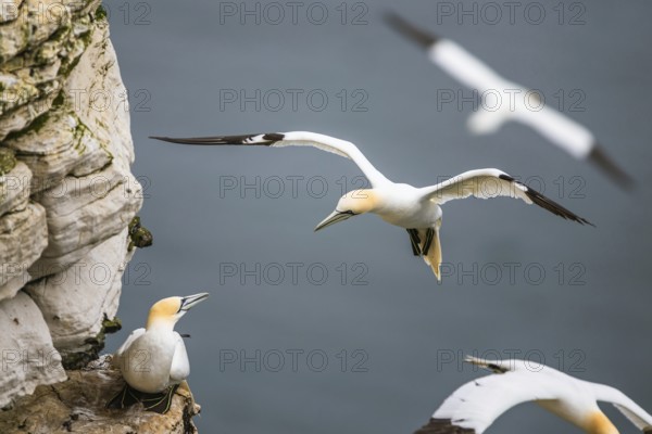 Northern Gannet, Morus bassanus, bird in flight over sea, Bempton Cliffs, North Yorkshire, England, United Kingdom, Europe