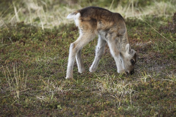 Reindeer (Rangifer tarandus) a few weeks old young animal in the tundra, Lapland, Northern Norway, Norway, Scandinavia, Europe