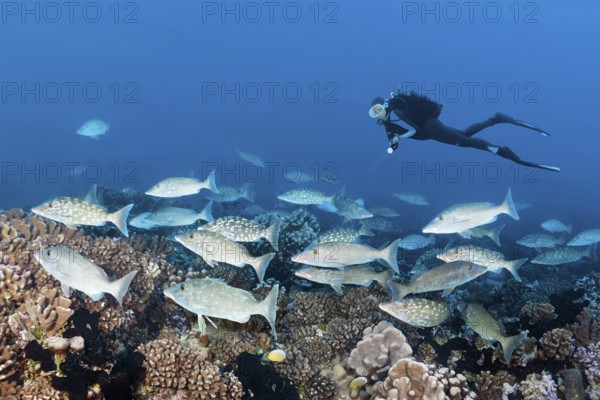 Diver observing shoal of big-headed snappers (Lethrinus olivaceus), Tuamotu Archipelago, French Polynesia, South Pacific, Pacific Ocean, Oceania