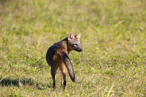 South American forest fox (Cerdocyon thous) Pantanal Brazil