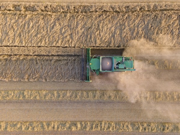 A combine harvester harvests a grain field near Frankfurt am Main. (Aerial photo with a drone), Frankfurt, Hesse, Germany, Europe