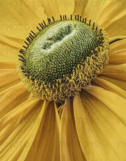 Detailed close-up of a yellow flower with striking textures and colours, Siegen, North Rhine-Westphalia, Germany, Europe