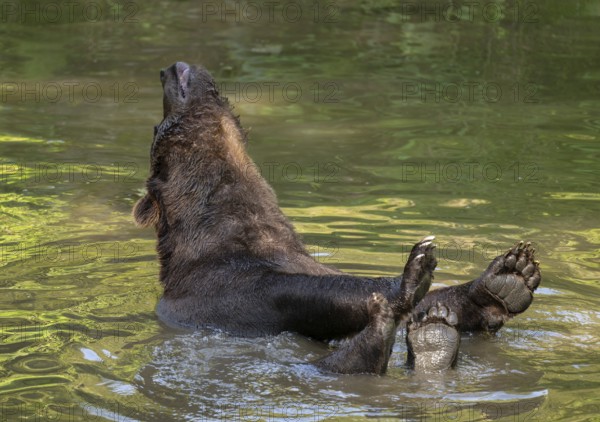 Brown bear (Ursus arctos) bathing in a pond, captive, Bavarian Forest National Park, Bavaria, Germany, Europe